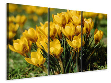 Laden Sie das Bild in den Galerie-Viewer, Leinwandbild 3-teilig Krokusse im Frühling 