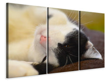 Laden Sie das Bild in den Galerie-Viewer, Leinwandbild 3-teilig Kuschelige Katze
