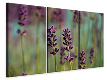 Laden Sie das Bild in den Galerie-Viewer, Leinwandbild 3-teilig Lavendel in XL