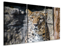 Laden Sie das Bild in den Galerie-Viewer, Leinwandbild 3-teilig Leopard auf der Lauer