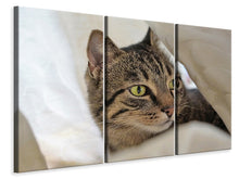 Laden Sie das Bild in den Galerie-Viewer, Leinwandbild 3-teilig Lieblings Katze