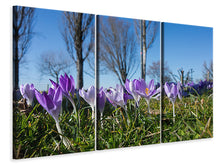 Laden Sie das Bild in den Galerie-Viewer, Leinwandbild 3-teilig Lila Krokus in der Natur