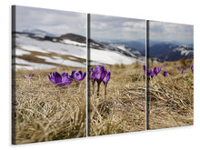 Laden Sie das Bild in den Galerie-Viewer, Leinwandbild 3-teilig Lila Krokus