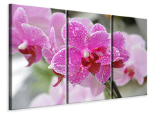 Laden Sie das Bild in den Galerie-Viewer, Leinwandbild 3-teilig Lila Orchideen in der Blüte