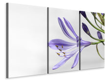Laden Sie das Bild in den Galerie-Viewer, Leinwandbild 3-teilig Lilien Blüte in lila