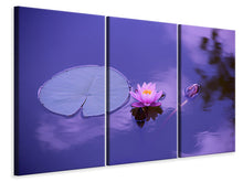 Laden Sie das Bild in den Galerie-Viewer, Leinwandbild 3-teilig Lotus Blüte