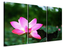 Laden Sie das Bild in den Galerie-Viewer, Leinwandbild 3-teilig Lotus in der Natur