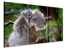 Laden Sie das Bild in den Galerie-Viewer, Leinwandbild 3-teilig Mama und Baby Koala