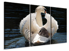 Laden Sie das Bild in den Galerie-Viewer, Leinwandbild 3-teilig Mama und Baby Schwan