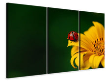 Laden Sie das Bild in den Galerie-Viewer, Leinwandbild 3-teilig Marienkäfer auf der Sonnenblume