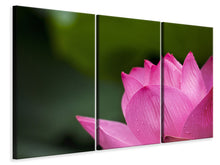 Laden Sie das Bild in den Galerie-Viewer, Leinwandbild 3-teilig Marko Lotus in pink