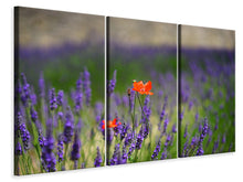 Laden Sie das Bild in den Galerie-Viewer, Leinwandbild 3-teilig Mohn im Lavendel