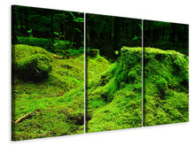 Laden Sie das Bild in den Galerie-Viewer, Leinwandbild 3-teilig Moos im Wald