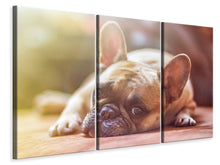Laden Sie das Bild in den Galerie-Viewer, Leinwandbild 3-teilig Müde Bulldogge