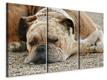 Laden Sie das Bild in den Galerie-Viewer, Leinwandbild 3-teilig Müder Boxer