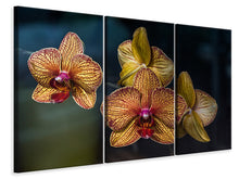 Laden Sie das Bild in den Galerie-Viewer, Leinwandbild 3-teilig Orchidaceae