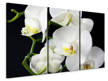 Laden Sie das Bild in den Galerie-Viewer, Leinwandbild 3-teilig Orchidee Close up