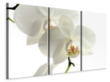 Laden Sie das Bild in den Galerie-Viewer, Leinwandbild 3-teilig Orchideen Blüte
