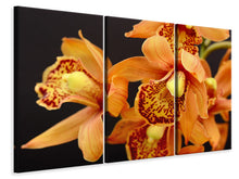 Laden Sie das Bild in den Galerie-Viewer, Leinwandbild 3-teilig Orchideen mit orangen Blüten
