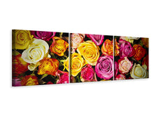 Laden Sie das Bild in den Galerie-Viewer, Panorama Leinwandbild 3-teilig Viele bunte Rosenblüten
