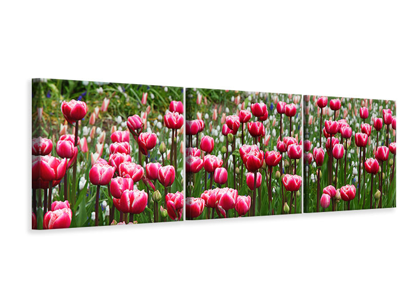 Panorama Leinwandbild 3-teilig Wildes Tulpenfeld