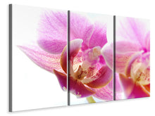 Laden Sie das Bild in den Galerie-Viewer, Leinwandbild 3-teilig Prächtige Phalaenopsis