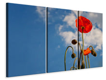 Laden Sie das Bild in den Galerie-Viewer, Leinwandbild 3-teilig Prächtiger Mohn