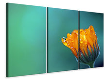 Laden Sie das Bild in den Galerie-Viewer, Leinwandbild 3-teilig Ringelblume im Morgentau