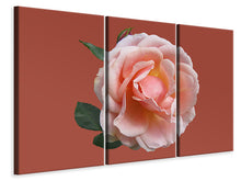 Laden Sie das Bild in den Galerie-Viewer, Leinwandbild 3-teilig Rose in rosa XXL