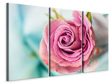 Laden Sie das Bild in den Galerie-Viewer, Leinwandbild 3-teilig Rosenblüte in rosa