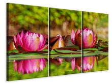 Laden Sie das Bild in den Galerie-Viewer, Leinwandbild 3-teilig Rotes Seerosen Trio