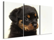 Laden Sie das Bild in den Galerie-Viewer, Leinwandbild 3-teilig Rottweiler Welpe zum Verlieben
