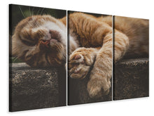 Laden Sie das Bild in den Galerie-Viewer, Leinwandbild 3-teilig Schlafende Katze