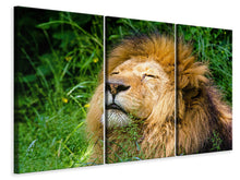 Laden Sie das Bild in den Galerie-Viewer, Leinwandbild 3-teilig Schlafender Löwe