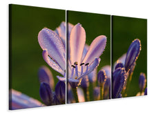 Laden Sie das Bild in den Galerie-Viewer, Leinwandbild 3-teilig Schmucklilien mit Morgentau