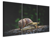Laden Sie das Bild in den Galerie-Viewer, Leinwandbild 3-teilig Schnecke XXL