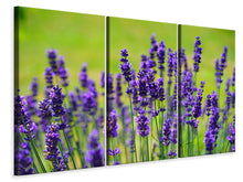 Laden Sie das Bild in den Galerie-Viewer, Leinwandbild 3-teilig Schöner Lavendel
