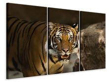 Laden Sie das Bild in den Galerie-Viewer, Leinwandbild 3-teilig Sibirischer Tiger