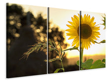 Laden Sie das Bild in den Galerie-Viewer, Leinwandbild 3-teilig Sonnenblume im Sonnenaufgang