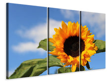 Laden Sie das Bild in den Galerie-Viewer, Leinwandbild 3-teilig Sonnenblume in der Blüte