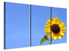 Laden Sie das Bild in den Galerie-Viewer, Leinwandbild 3-teilig Sonnenblume mit blauem Himmel