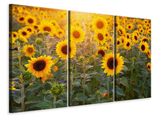 Laden Sie das Bild in den Galerie-Viewer, Leinwandbild 3-teilig Sonnenblumen Feld