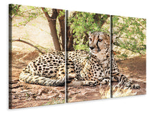 Laden Sie das Bild in den Galerie-Viewer, Leinwandbild 3-teilig Sonnender Gepard