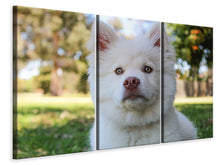 Laden Sie das Bild in den Galerie-Viewer, Leinwandbild 3-teilig Süsse Hundeschnautze
