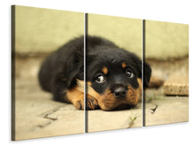 Laden Sie das Bild in den Galerie-Viewer, Leinwandbild 3-teilig Süsse Rottweiler Welpe