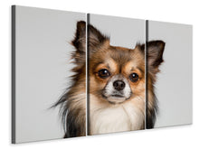 Laden Sie das Bild in den Galerie-Viewer, Leinwandbild 3-teilig Süsser Chihuahua
