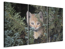 Laden Sie das Bild in den Galerie-Viewer, Leinwandbild 3-teilig Tiger Kitten