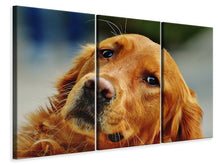 Laden Sie das Bild in den Galerie-Viewer, Leinwandbild 3-teilig Treuer Irish Setter