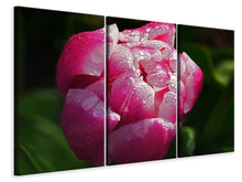 Laden Sie das Bild in den Galerie-Viewer, Leinwandbild 3-teilig Tulpe mit Morgentau in XL