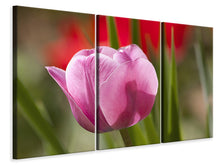 Laden Sie das Bild in den Galerie-Viewer, Leinwandbild 3-teilig Tulpe pretty in pink